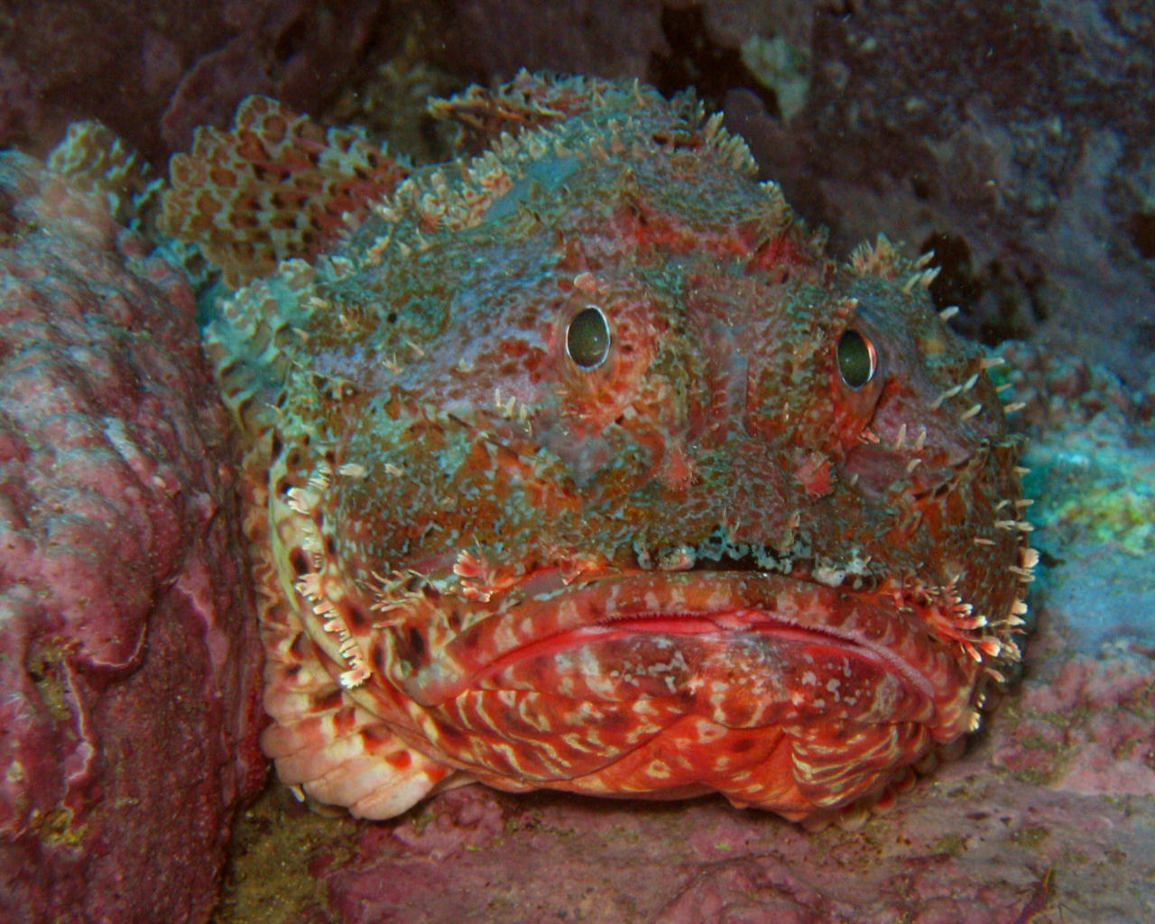 Scorpaena cardinalis